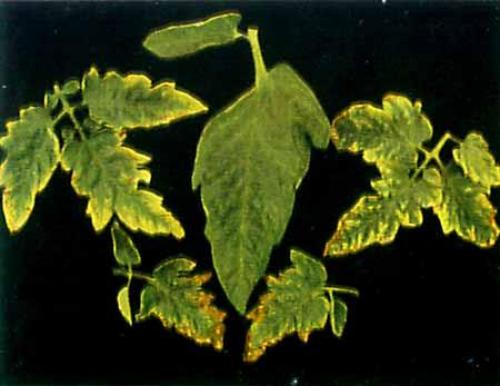 Верхушки томатов бледно зеленые. Недостаток элементов питания у томатов (помидор) и причины скручивания листьев