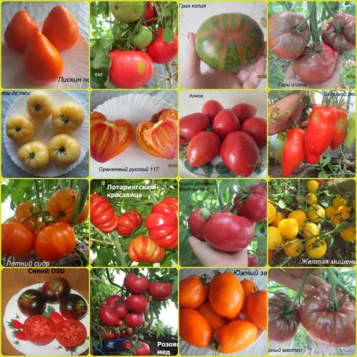 Как из помидора получить семена на следующий год. Как правильно собрать семена 04