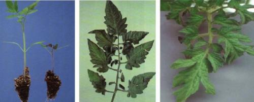 Верхушки томатов бледно зеленые. Недостаток элементов питания у томатов (помидор) и причины скручивания листьев