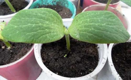 Когда поспевает тыква в средней полосе. Как понять, что тыква созрела и её пора убирать 06