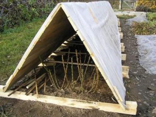 Три способа укрытия роз на зиму 15