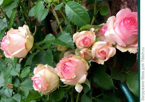 Три способа укрытия роз на зиму