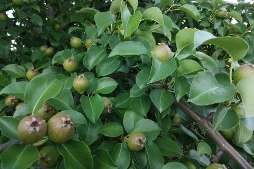 Какие растения можно сажать рядом с яблоней весной для повышения урожайности и защиты от вредителей. Совместные посадки: соседи яблони, с чем сажать рядом