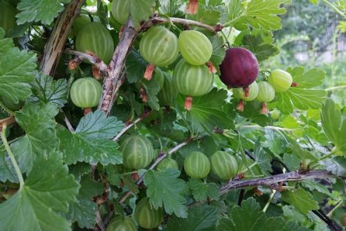 Какие растения можно сажать рядом с яблоней весной для повышения урожайности и защиты от вредителей. Совместные посадки: соседи яблони, с чем сажать рядом