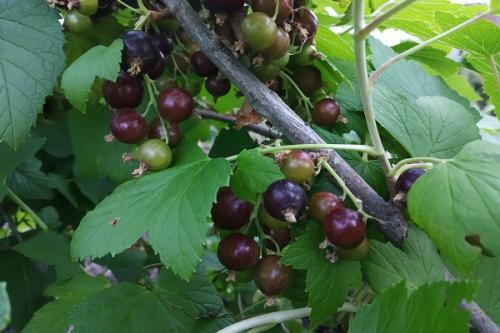 Какие растения можно сажать рядом с яблоней весной для повышения урожайности и защиты от вредителей. Совместные посадки: соседи яблони, с чем сажать рядом