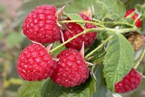 Какие растения можно сажать рядом с яблоней весной для повышения урожайности и защиты от вредителей. Совместные посадки: соседи яблони, с чем сажать рядом