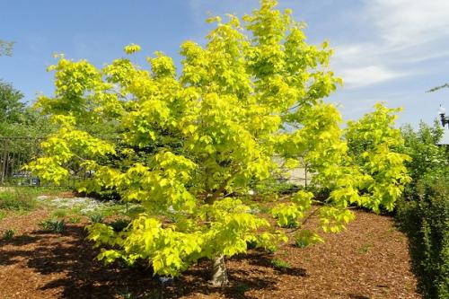 Какие растения можно сажать рядом с яблоней весной для повышения урожайности и защиты от вредителей. Совместные посадки: соседи яблони, с чем сажать рядом