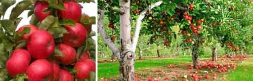 Какие сорта яблони наиболее устойчивы к болезням и вредителям. ОСНОВНЫЕ ДОСТОИНСТВА НАШИХ ЛУЧШИХ СОРТОВ ЯБЛОНИ