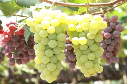 Какие растения можно сажать рядом с яблоней весной для повышения урожайности и защиты от вредителей. Совместные посадки: соседи яблони, с чем сажать рядом