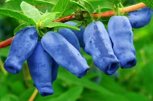 Какие растения можно сажать рядом с яблоней весной для повышения урожайности и защиты от вредителей. Совместные посадки: соседи яблони, с чем сажать рядом