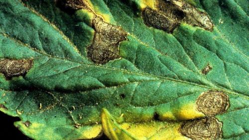 Бурые пятна на листьях томатов. Что делать, если на помидорах появились коричневые пятна: фото пораженных томатов и пути их спасения