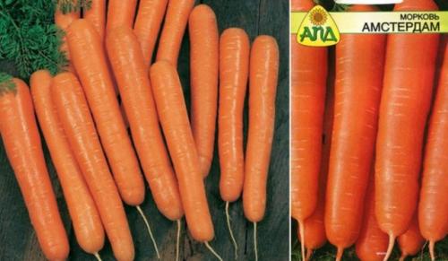 Короткие сорта моркови. Ранние сорта моркови