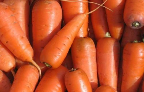 Сорта моркови самые сладкие. Самые ранние сорта сладкой моркови