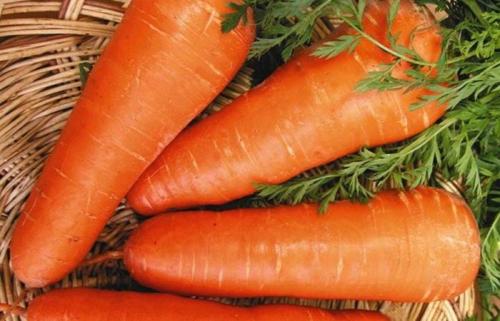 Сорта моркови самые сладкие. Самые ранние сорта сладкой моркови