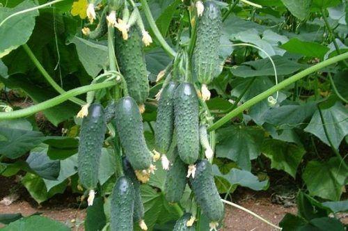 Маленькие огурчики на зиму. Хрустящие маринованные корнишоны на зиму на 1 литровую банку 24 Маленькие огурчики на зиму. Хрустящие маринованные корнишоны на зиму на 1 литровую банку 24