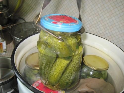 Какие ошибки чаще всего допускают при мариновании корнишонов и как их избежать. 6 фатальных ошибок в мариновании огурцов на зиму