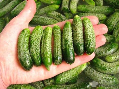 Можно ли мариновать корнишоны без стерилизации. Рецепт: Корнишоны консервированные - без стерилизации, в пол литровых банках