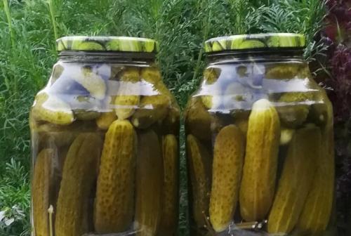 Какие ингредиенты необходимы для хрустящих корнишонов без стерилизации. Рецепт хрустящих маринованных корнишонов на зиму без стерилизации