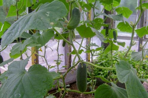 Боятся ли розы первых осенних заморозков. Розы и весенние заморозки. Советы 14