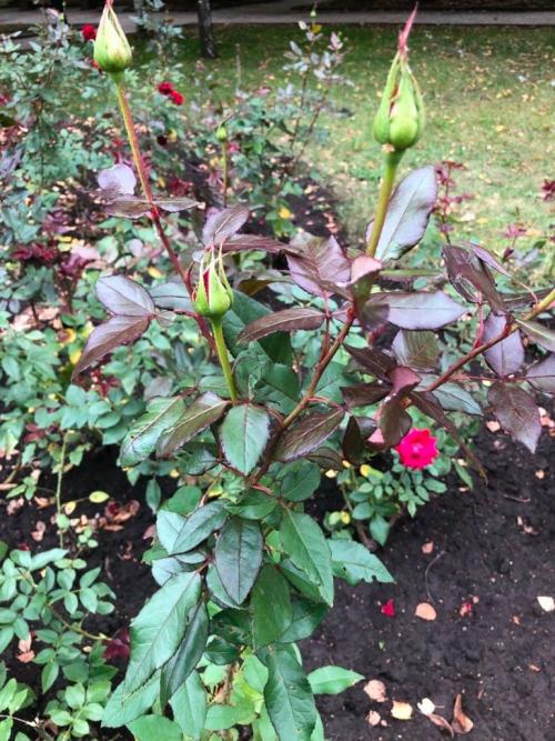 Боятся ли розы первых осенних заморозков. Розы и весенние заморозки. Советы 07