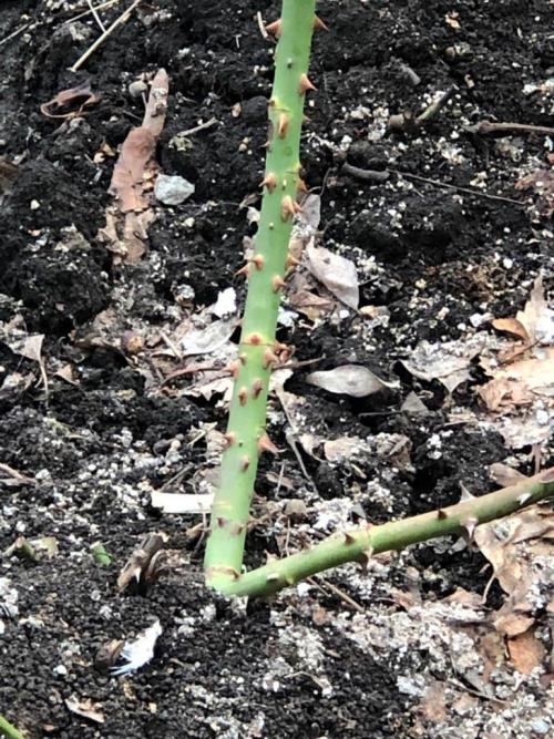 Боятся ли розы первых осенних заморозков. Розы и весенние заморозки. Советы 02