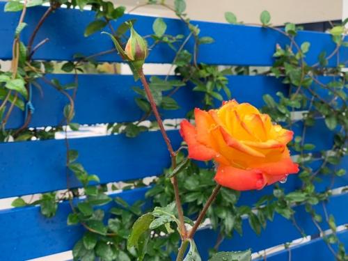 Боятся ли розы первых осенних заморозков. Розы и весенние заморозки. Советы 12