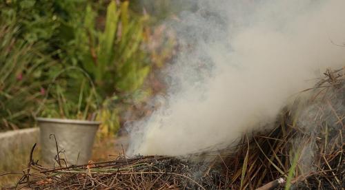 Боятся ли розы первых осенних заморозков. Розы и весенние заморозки. Советы 19