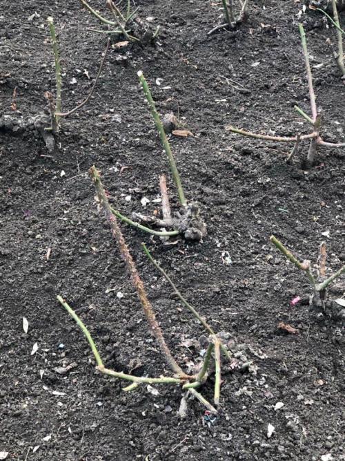 Боятся ли розы первых осенних заморозков. Розы и весенние заморозки. Советы 03