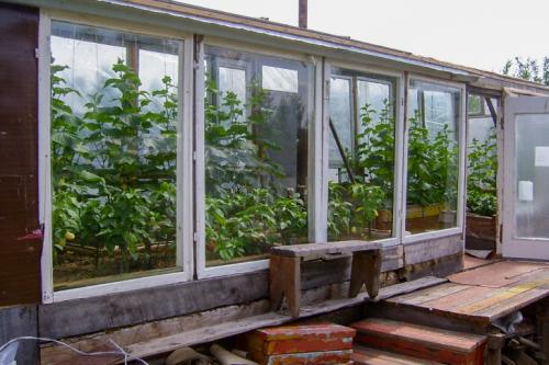 Боятся ли розы первых осенних заморозков. Розы и весенние заморозки. Советы 15