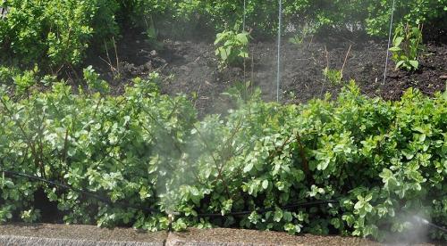 Боятся ли розы первых осенних заморозков. Розы и весенние заморозки. Советы 18