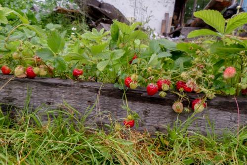 Боятся ли розы первых осенних заморозков. Розы и весенние заморозки. Советы 16
