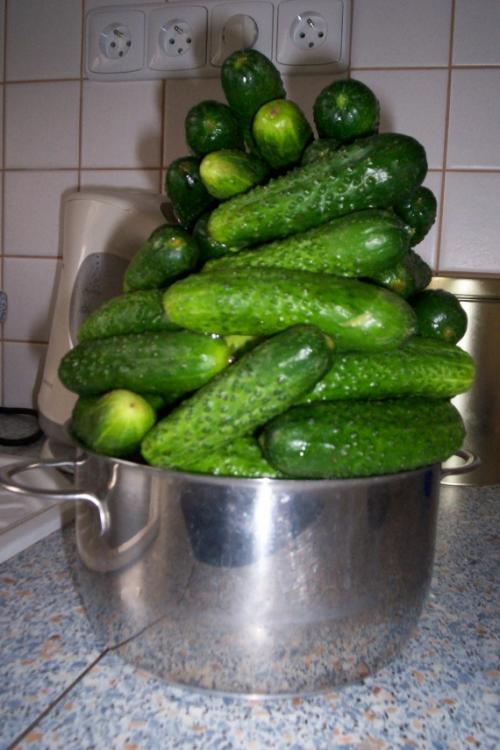 Маринованные огурцы кружочками. Огурцы маринованные кружочками