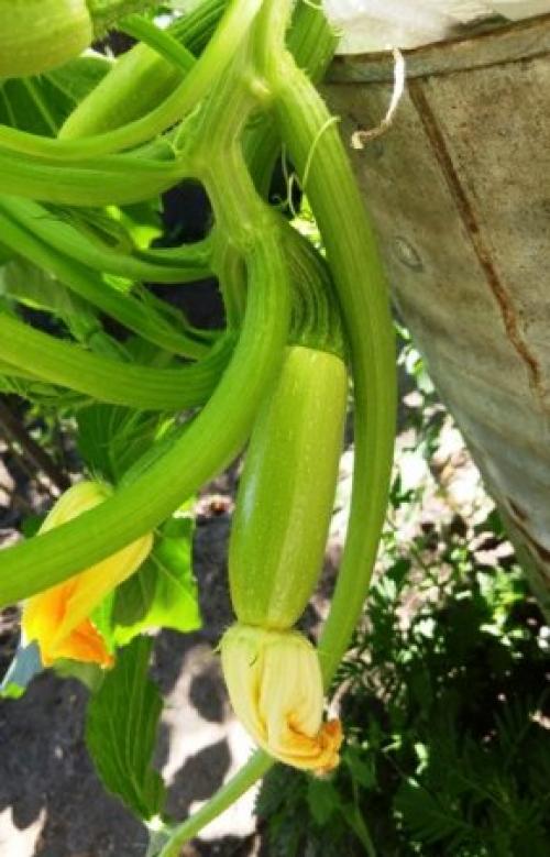 Кабачки в бочке. Выращивание кабачков в бочке.