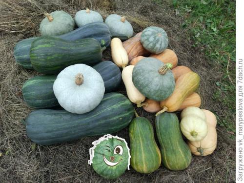 Секрет выращивания тыквы. Тыквопозитив и пять секретиков