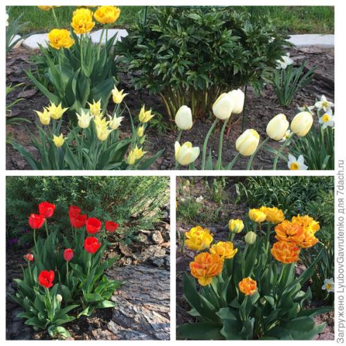 Тюльпаны в корзине посадка. Тюльпаны я сажаю в сетках. Попробуйте и вы!