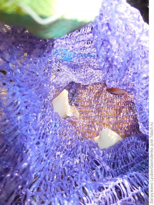 Тюльпаны в корзине посадка. Тюльпаны я сажаю в сетках. Попробуйте и вы!