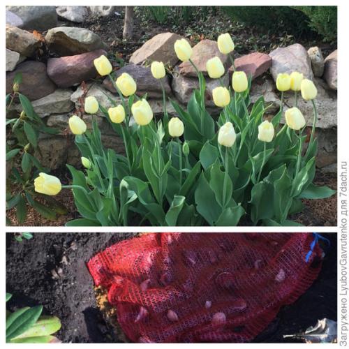 Тюльпаны в корзине посадка. Тюльпаны я сажаю в сетках. Попробуйте и вы!