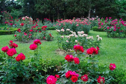 При какой температуре можно высаживать розы в открытый грунт. Выбор места, подготовка почвы
