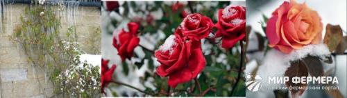 Как хранить розы зимой в теплице. Как сохранить розы зимой