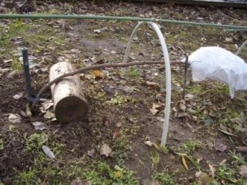 Как укрыть розу на зиму. Как укрывать разные виды роз? 12 Как укрыть розу на зиму. Как укрывать разные виды роз? 12