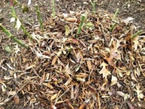 Укрыть розы на зиму землей. Правила предзимнего окучивания роз землёй