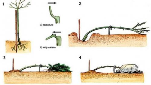 Как укрыть розу на зиму. Как укрывать разные виды роз? 11 Как укрыть розу на зиму. Как укрывать разные виды роз? 11