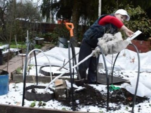 Как укрыть розу на зиму. Как укрывать разные виды роз? 13 Как укрыть розу на зиму. Как укрывать разные виды роз? 13