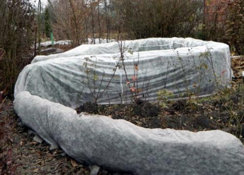 Как укрыть плетистую розу на зиму. Как укрыть плетистые розы на зиму