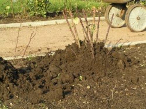 Укрыть розы на зиму землей. Правила предзимнего окучивания роз землёй