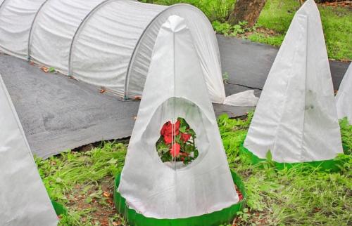 Как подготовить и укрыть розы на зиму. Подготовка роз к зиме – 13 важных шагов