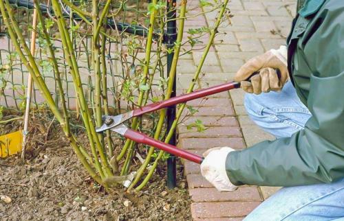 Как подготовить и укрыть розы на зиму. Подготовка роз к зиме – 13 важных шагов