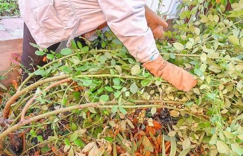 Как подготовить и укрыть розы на зиму. Подготовка роз к зиме – 13 важных шагов