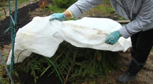 Как укрыть розы на зиму спанбондом. Средние цены на укрывные материалы