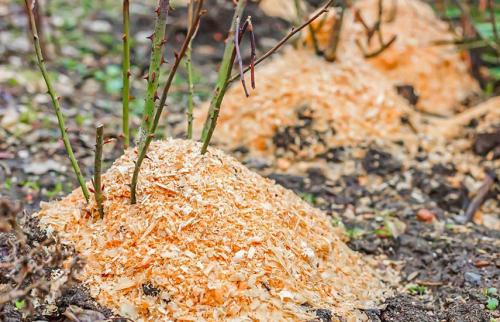 Как подготовить и укрыть розы на зиму. Подготовка роз к зиме – 13 важных шагов